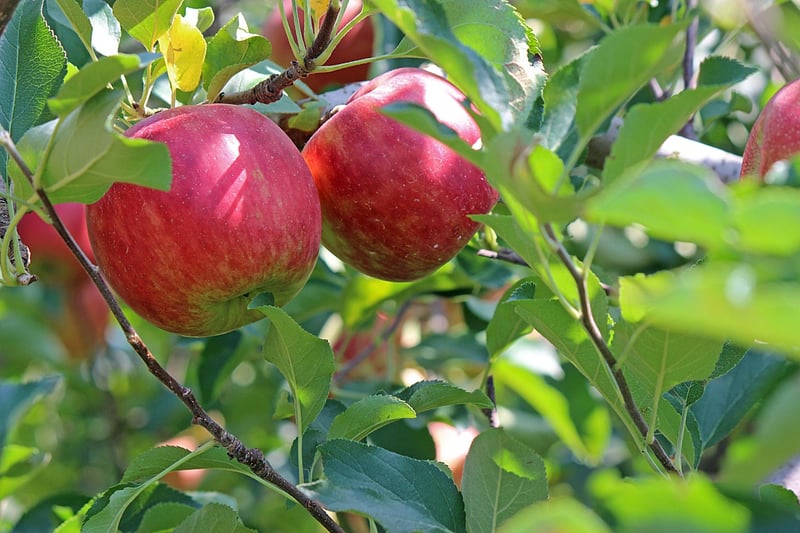 Fruit Tree